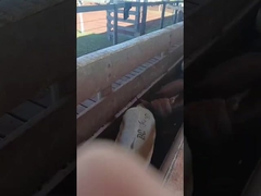 Elektronische Ohrzeichen Rinder Ohrzeichen Schaf Ohrzeichen