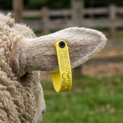 Kleine integrierte Schaf Ohrmarke für Viehzucht Schaf Ziege Ohrmarke Tierwirtschaft Ohrmarke
