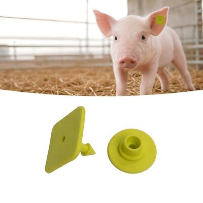 Mehr als 5 Jahre Gültigkeit Schweineohrmarken Laserdruck Viehmarken für einfache Identifizierung und Verwaltung